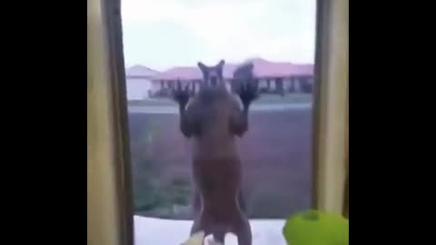 Kangaroo in Australia