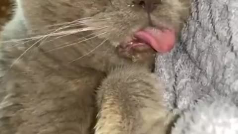 Funniest cats and dogs 🐶🐱