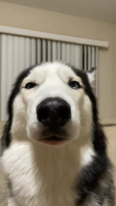 compilation | baby animals 79 | cute animals 79 | kids #shorts