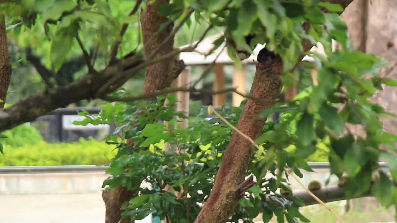 Play with the little panda