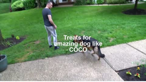 DOG'S BASIC NEEDS