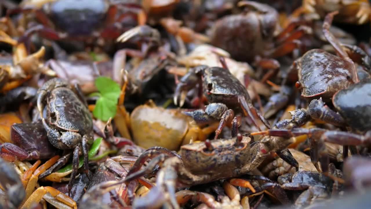 Closeup Of Seafood Crabs On Local Market In Asia