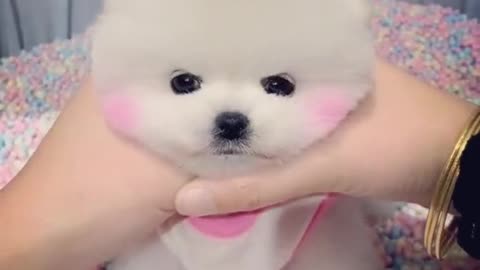 cut dog in ball