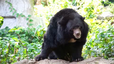 Asian black bear with white V shape fur at chest