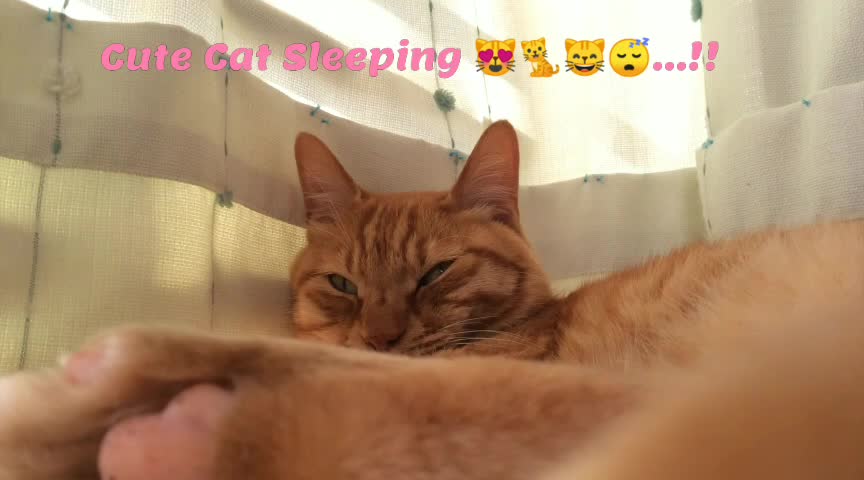 Cute Cat Sleeping 🐱🐈😻💤💤💤