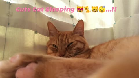 Cute Cat Sleeping 🐱🐈😻💤💤💤