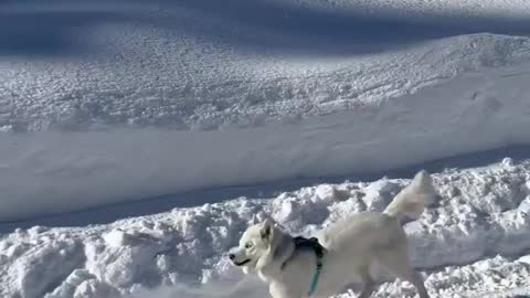 Subscribe for more cute animal video