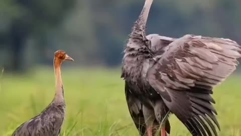 Whenever a red necked crane flies by in the sky