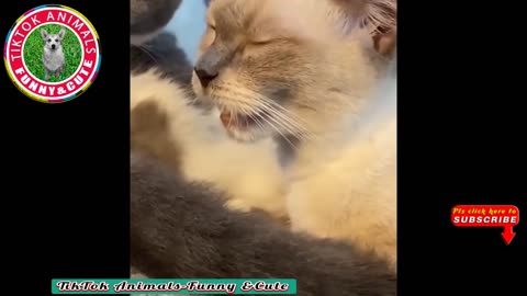 🐱TikTok Animals-Funny and Cute -Cat Video