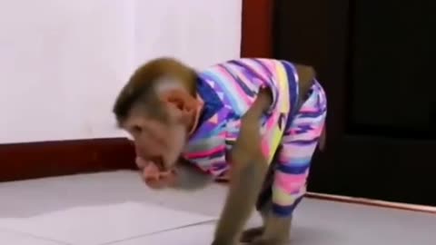 monkey playing cat