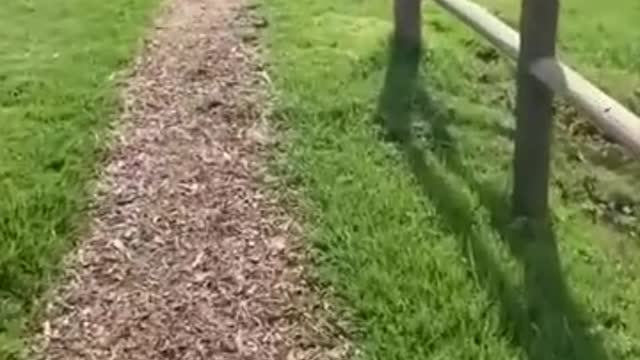 Horses Being Playful.
