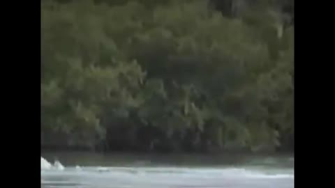 6 SEA SERPENT CAUGHT ON CAMERA