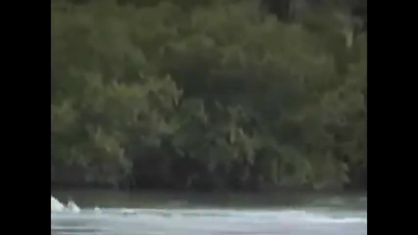 6 SEA SERPENT CAUGHT ON CAMERA