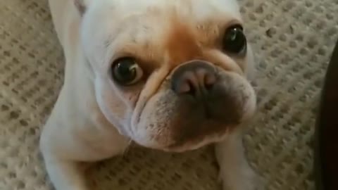 wildanimalsdoingthings - Angelic voice (ig Bula_the_bulldog) #TheReplay #foryoupage #funny