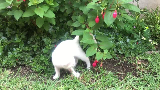 Cute cat kitten playing - playing on the leaves of the tree