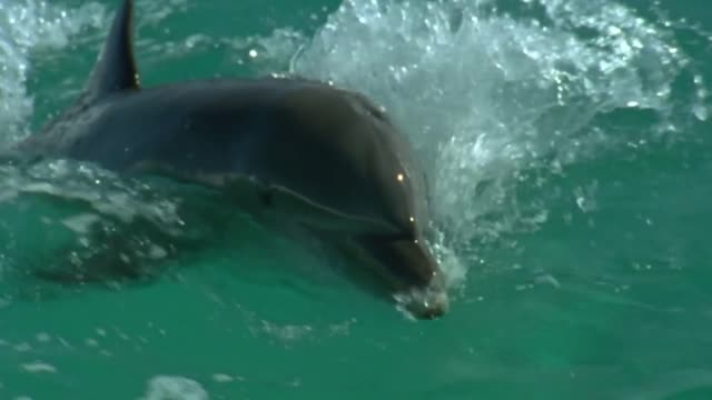 Beautiful Dolphins Jumps HQ.mp4