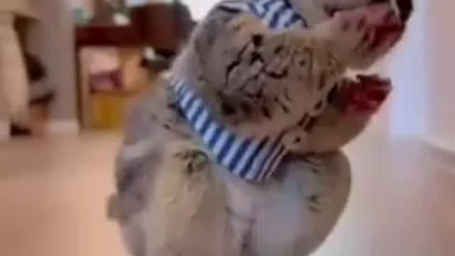 Best compilations of Animal videos