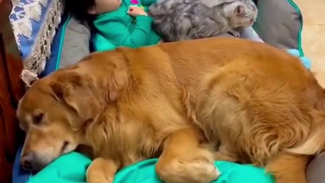 funny video cat and dog 2021