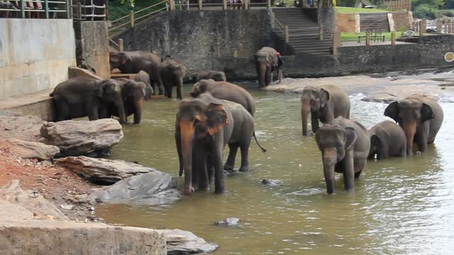 Elephants enjoying the day..