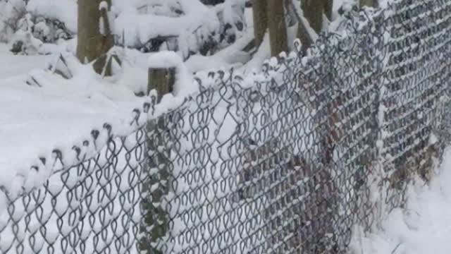 Foxes Having Fun in the Snow