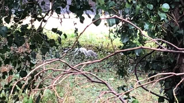 Albino squirrel￼