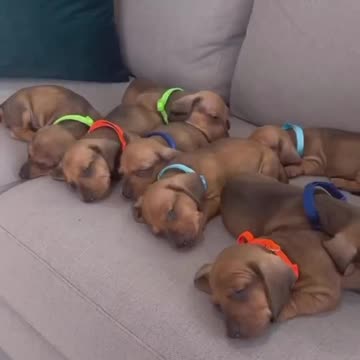 She's A Mommy Now 💖💖 #shorts #dogs #ShikyFAV