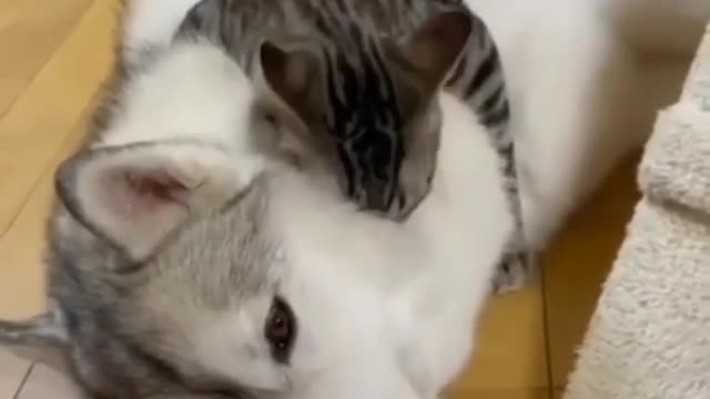 Kitten_Sleep_with_huscky_dog _🥰