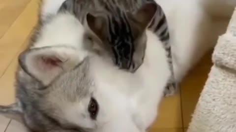 Kitten_Sleep_with_huscky_dog _🥰