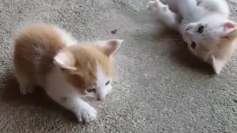 Cute Two Aww Baby Cat 😍