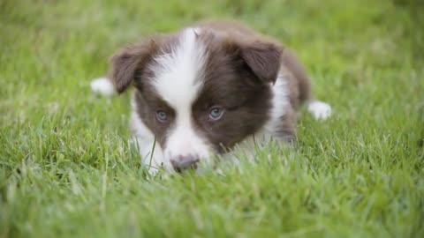 A shy cute little puppy looks at the camera and lies on grass, then runs off - closeup