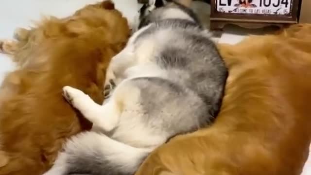 Golden Retrievers and Husky Meeting Their Best Friends Newborn Kitten