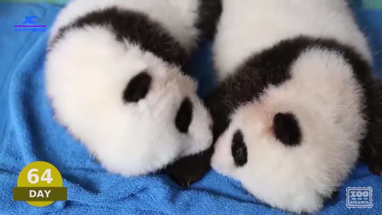 Amazing! How The Panda Grows From Birth