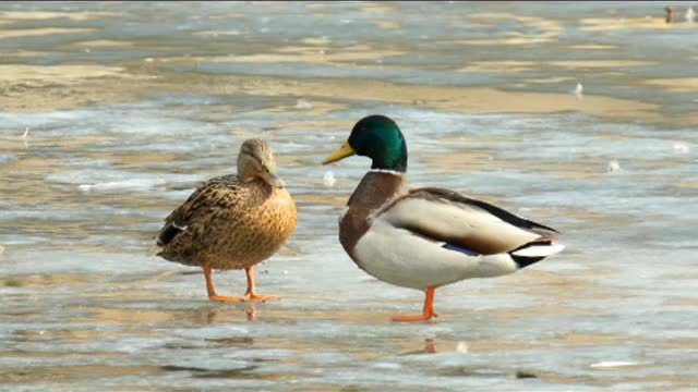 Mandarin ducks are cute