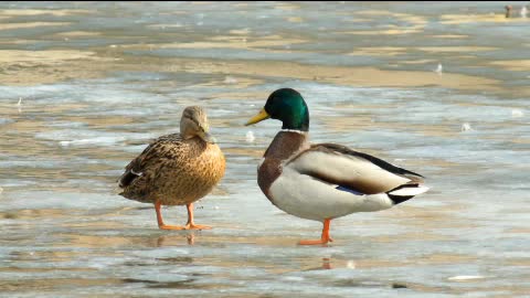 Mandarin ducks are cute