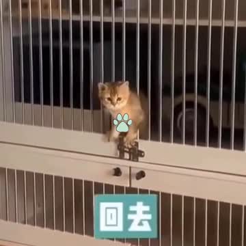 Try not to Laugh Cutest Kittens & Pups-best 2021