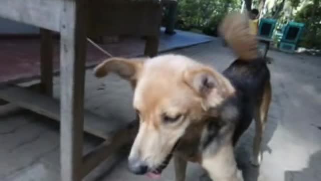 Funny Animals Videos Funniest Dogs Videos