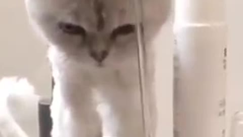 Cute cat video