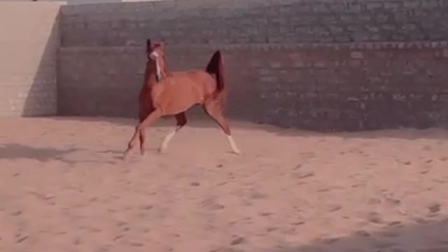 The purebred Arabian horse. It is one of the lightest horse breeds in the world