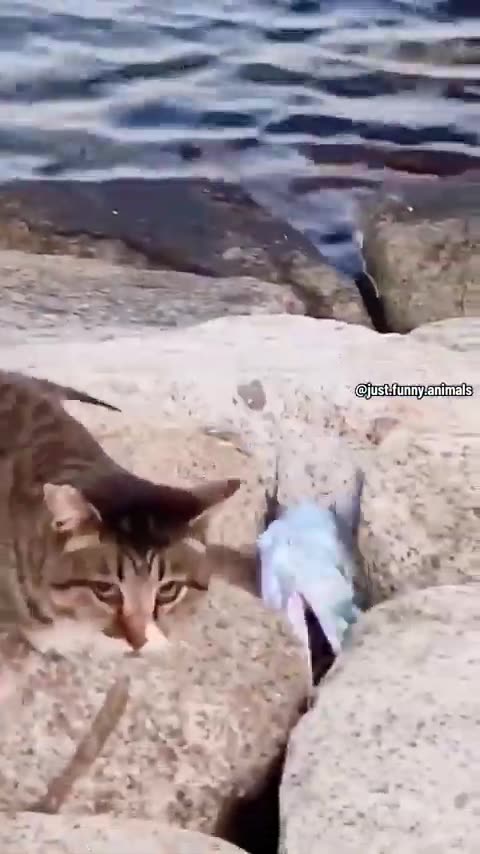 New Funny Animals 🤣 Funniest Cats and Dogs Video