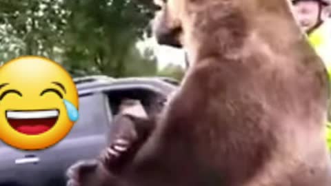 Funny videos,bears😂