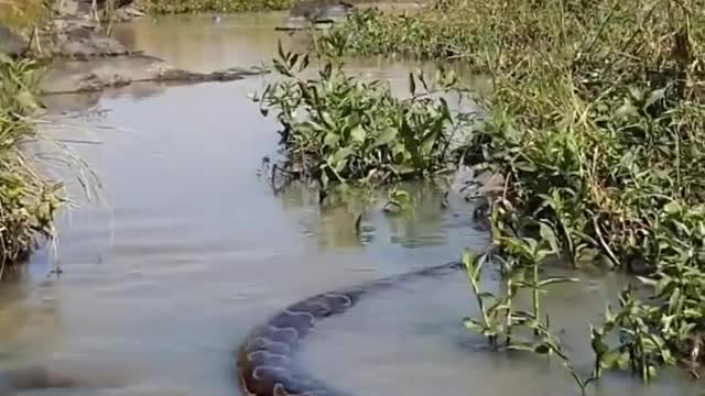 Mesmerizing African rock python