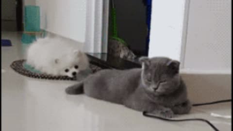 Gif video of dog pulling cat by its tail