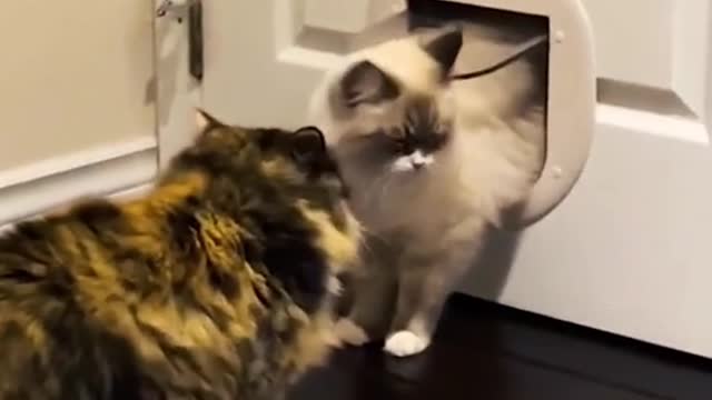 This videos will make you laugh all day long FUNNY CATS VIDEO-Cats are always funny😅