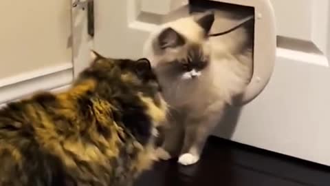 This videos will make you laugh all day long FUNNY CATS VIDEO-Cats are always funny😅