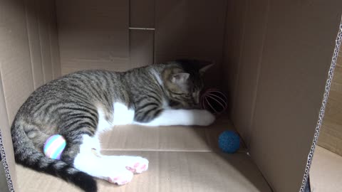 I Will Hide in the Box and Play with My Toys