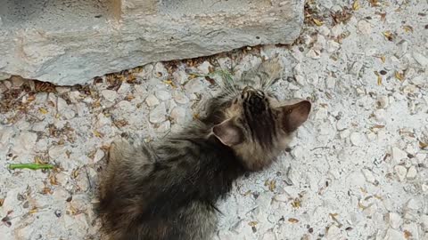 A beautiful cat plays in the garden