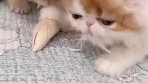 TOP OMG funny cats and kittens video