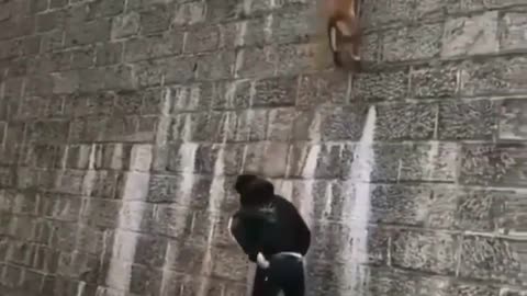 This dog managed to climb a high wall