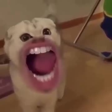 Funny Dogs, Cats and Animals Videos TRY Not to Laugh! # 64!