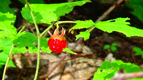 Raspberry